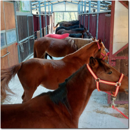 maneggio e passeggiate a cavallo